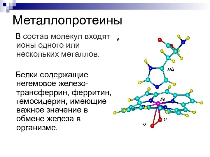 Металлопротеины В состав молекул входят ионы одного или нескольких металлов. Белки