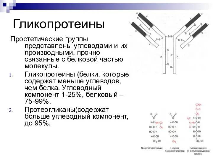 Гликопротеины Простетические группы представлены углеводами и их производными, прочно связанные с