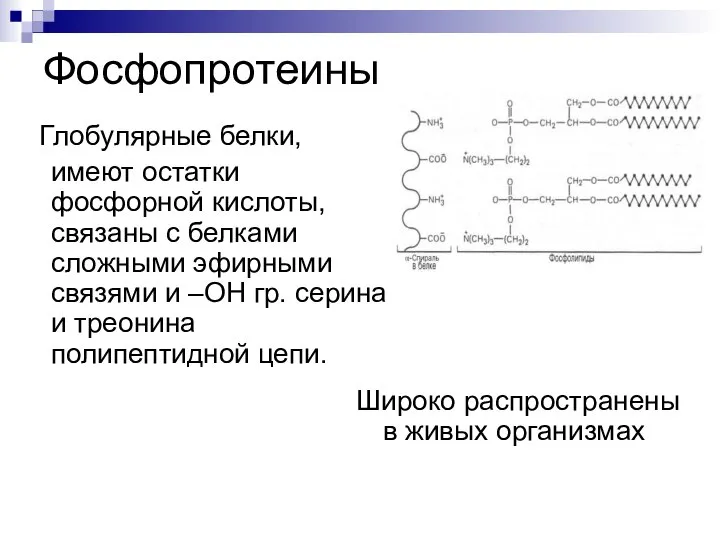 Фосфопротеины Глобулярные белки, имеют остатки фосфорной кислоты, связаны с белками сложными