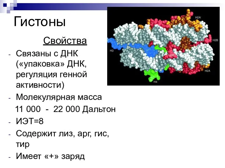 Гистоны Свойства Связаны с ДНК («упаковка» ДНК, регуляция генной активности) Молекулярная