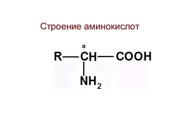 Строение аминокислот α