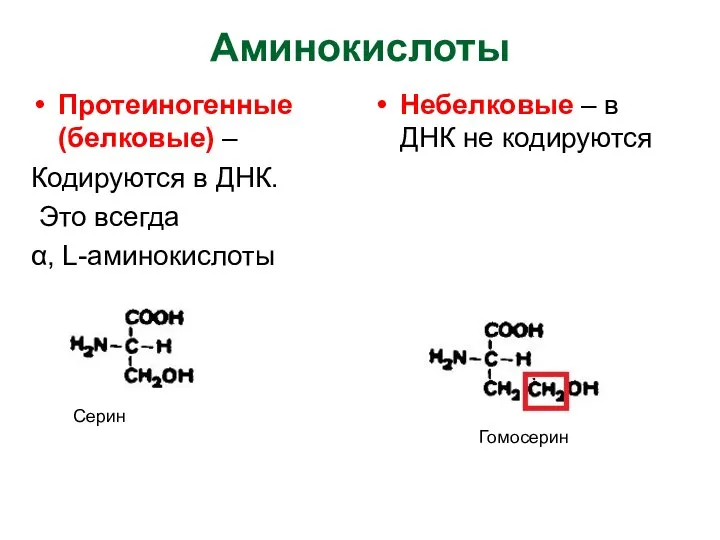 Аминокислоты Протеиногенные (белковые) – Кодируются в ДНК. Это всегда α, L-аминокислоты