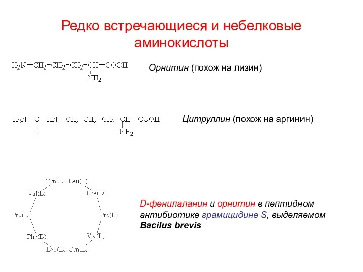 Редко встречающиеся и небелковые аминокислоты Орнитин (похож на лизин) Цитруллин (похож