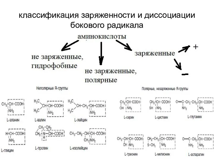 классификация заряженности и диссоциации бокового радикала