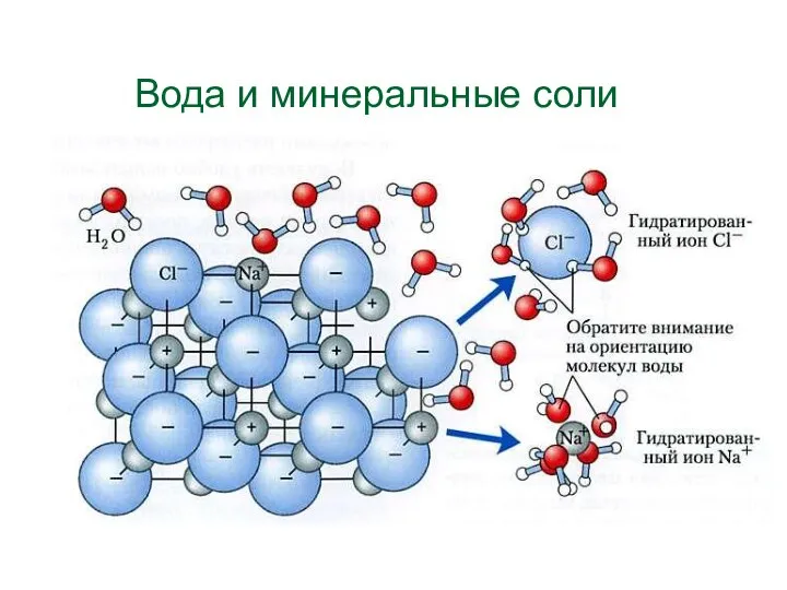 Вода и минеральные соли