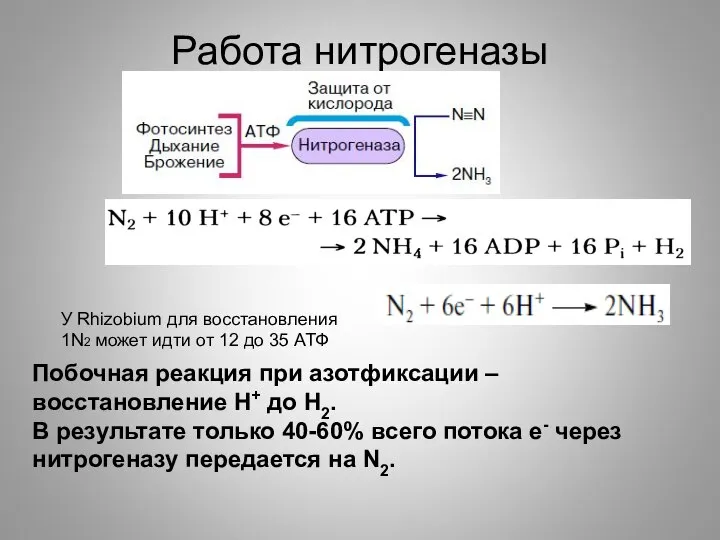 Работа нитрогеназы У Rhizobium для восстановления 1N2 может идти от 12