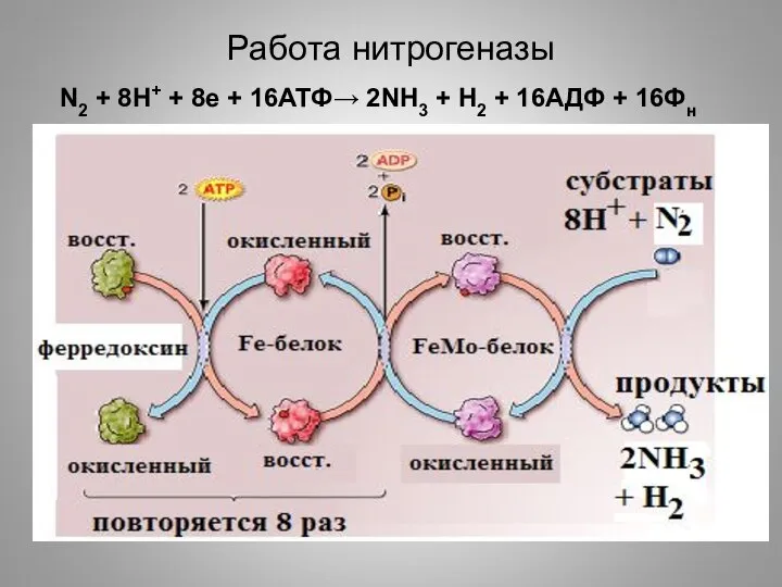 Работа нитрогеназы N2 + 8H+ + 8e + 16АТФ→ 2NH3 + H2 + 16АДФ + 16Фн