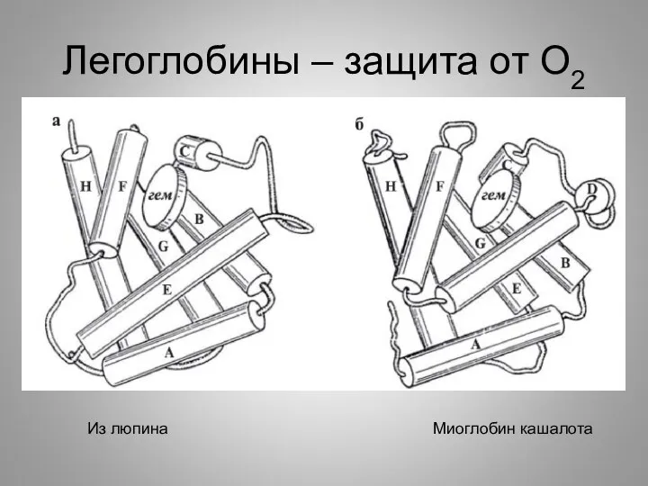 Легоглобины – защита от О2 Из люпина Миоглобин кашалота