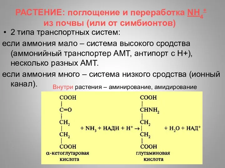 РАСТЕНИЕ: поглощение и переработка NH4+ из почвы (или от симбионтов) 2
