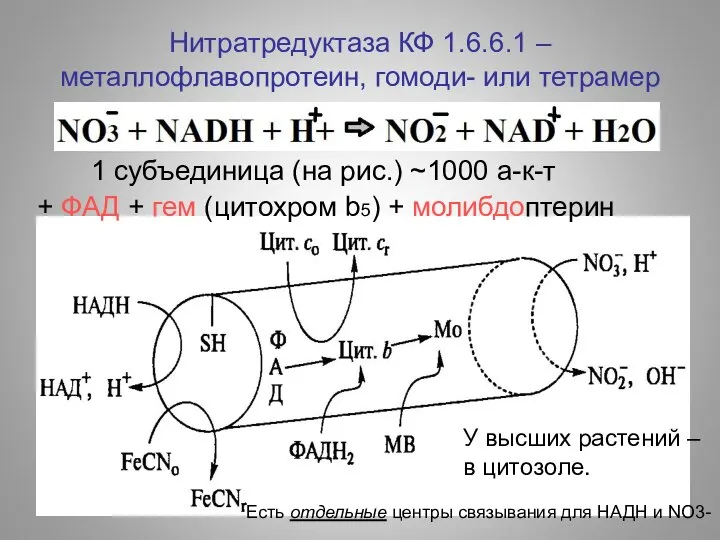 Нитратредуктаза КФ 1.6.6.1 – металлофлавопротеин, гомоди- или тетрамер + ФАД +