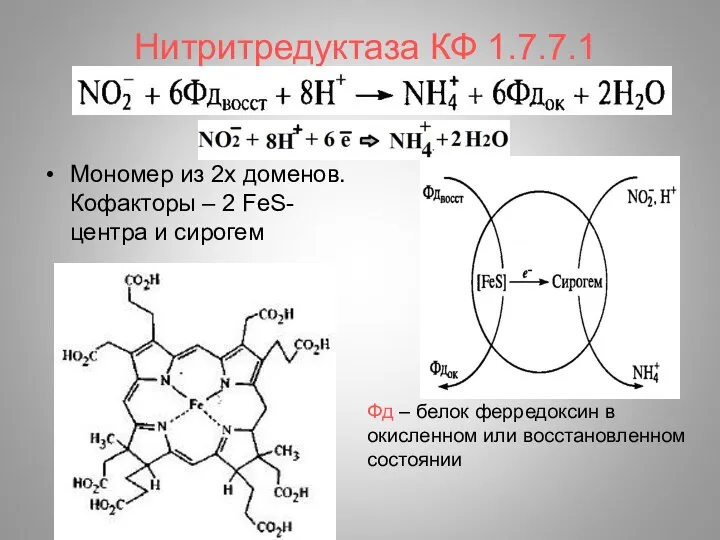 Нитритредуктаза КФ 1.7.7.1 Мономер из 2х доменов. Кофакторы – 2 FeS-центра