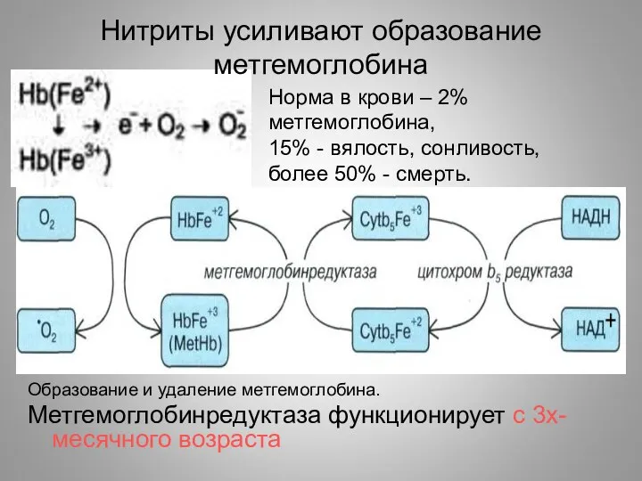 Нитриты усиливают образование метгемоглобина Образование и удаление метгемоглобина. Метгемоглобинредуктаза функционирует с