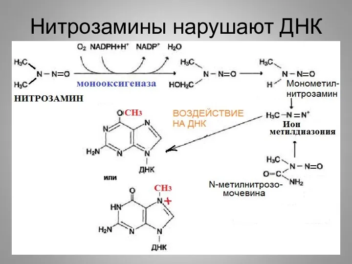 Нитрозамины нарушают ДНК