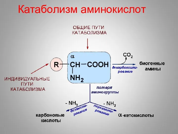 Катаболизм аминокислот