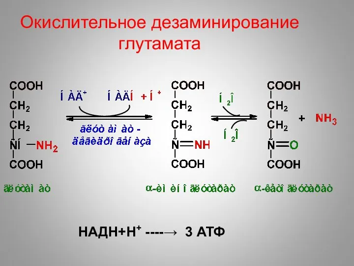 Окислительное дезаминирование глутамата НАДН+Н+ ----→ 3 АТФ