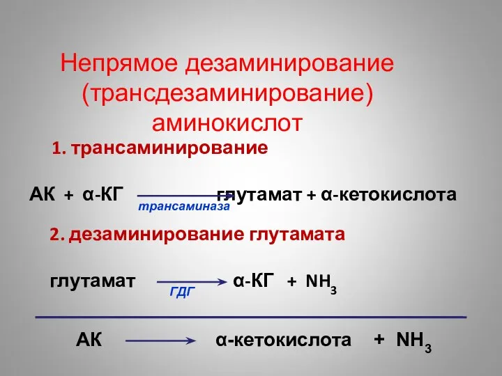 Непрямое дезаминирование (трансдезаминирование) аминокислот АК α-кетокислота + NH3 1. трансаминирование АК