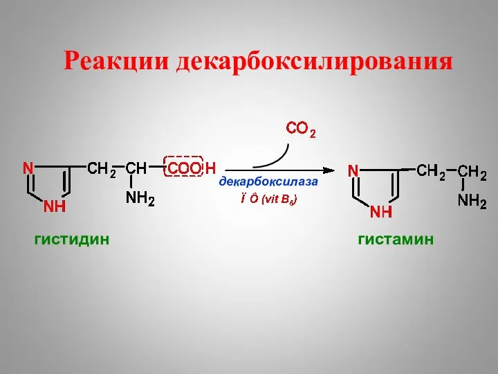 Реакции декарбоксилирования декарбоксилаза гистидин гистамин