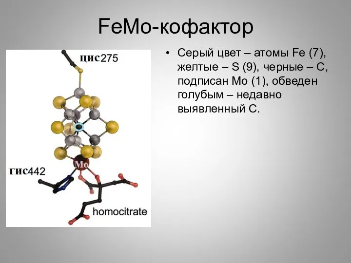 FeMo-кофактор Серый цвет – атомы Fe (7), желтые – S (9),