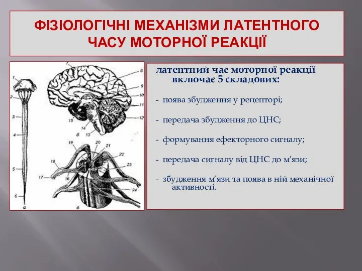 ФІЗІОЛОГІЧНІ МЕХАНІЗМИ ЛАТЕНТНОГО ЧАСУ МОТОРНОЇ РЕАКЦІЇ латентний час моторної реакції включає