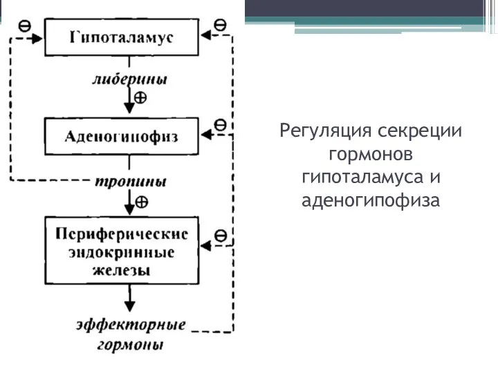 Регуляция секреции гормонов гипоталамуса и аденогипофиза