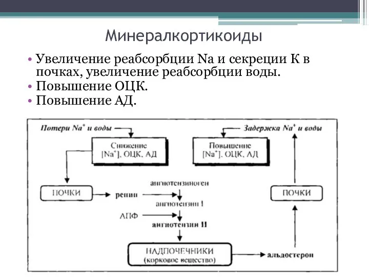 Минералкортикоиды Увеличение реабсорбции Na и секреции К в почках, увеличение реабсорбции воды. Повышение ОЦК. Повышение АД.