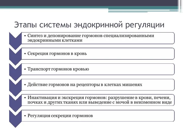 Этапы системы эндокринной регуляции