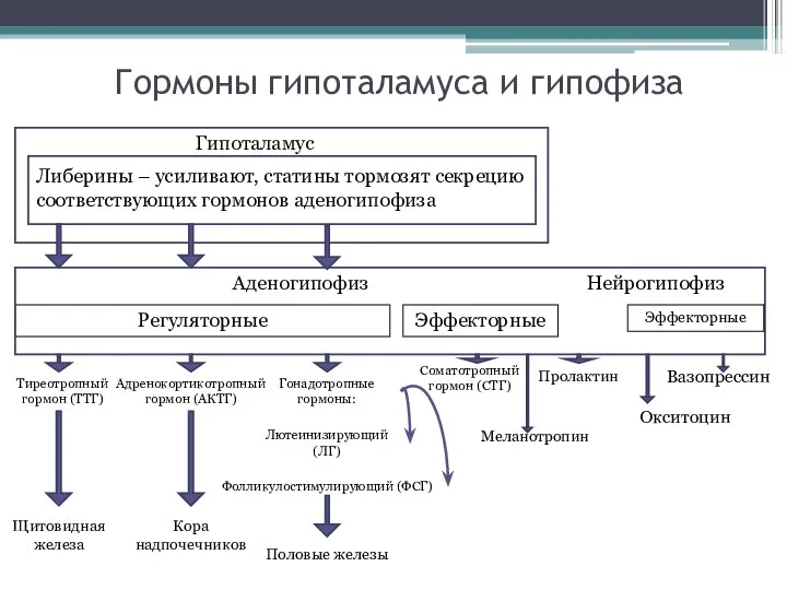 Гормоны гипоталамуса и гипофиза Гипоталамус Либерины – усиливают, статины тормозят секрецию