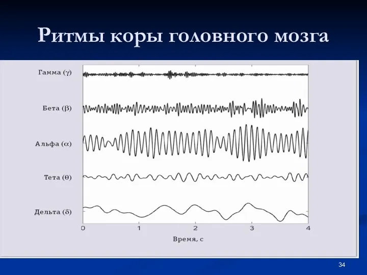 Ритмы коры головного мозга