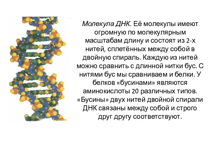 Молекула ДНК. Её молекулы имеют огромную по молекулярным масштабам длину и