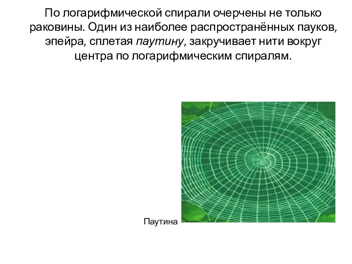 По логарифмической спирали очерчены не только раковины. Один из наиболее распространённых