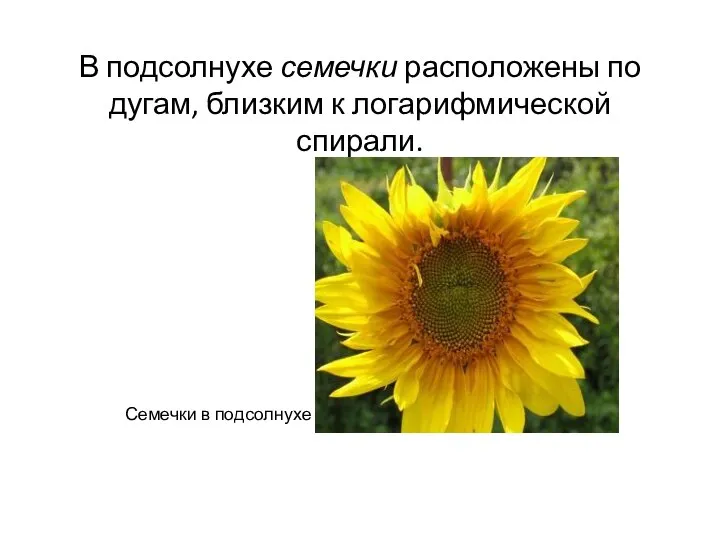 В подсолнухе семечки расположены по дугам, близким к логарифмической спирали. Семечки в подсолнухе