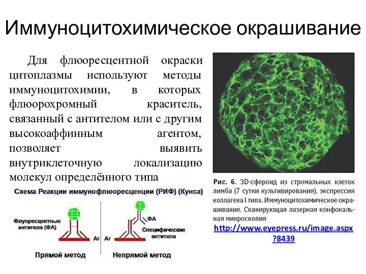 Иммуноцитохимическое окрашивание Для флюоресцентной окраски цитоплазмы используют методы иммуноцитохимии, в которых