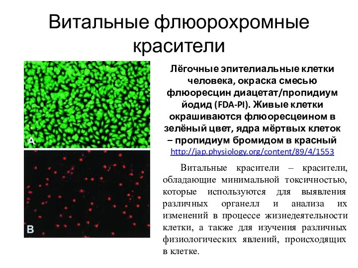 Витальные флюорохромные красители Лёгочные эпителиальные клетки человека, окраска смесью флюоресцин диацетат/пропидиум