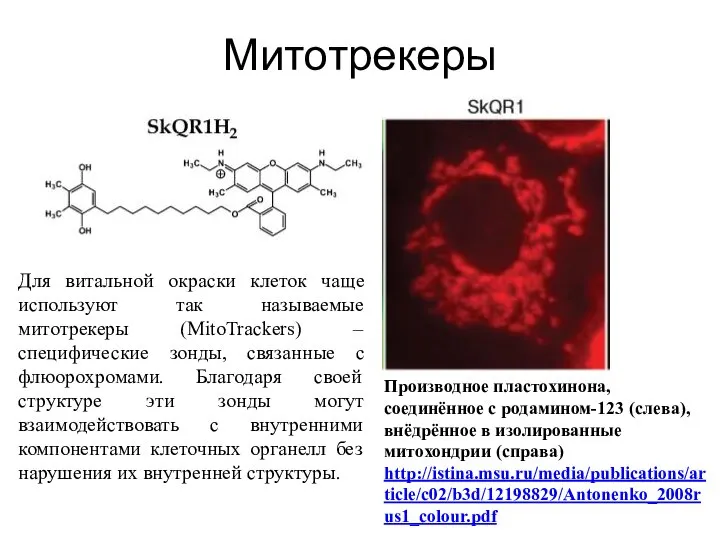 Митотрекеры Производное пластохинона, соединённое с родамином-123 (слева), внёдрённое в изолированные митохондрии