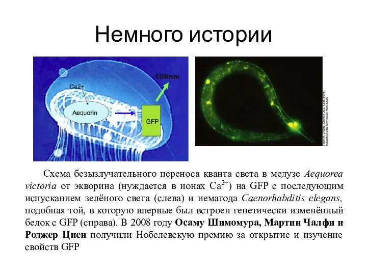 Немного истории Схема безызлучательного переноса кванта света в медузе Aequorea victoria