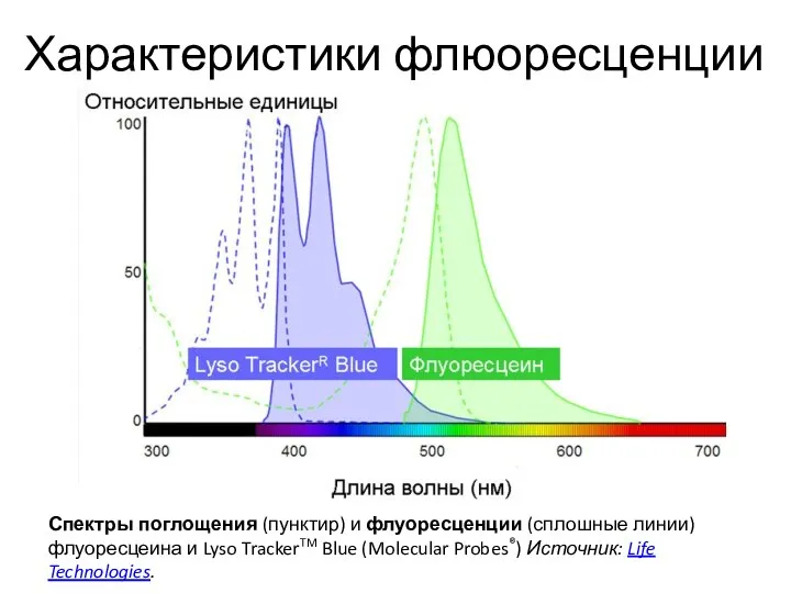 Характеристики флюоресценции Спектры поглощения (пунктир) и флуоресценции (сплошные линии) флуоресцеина и