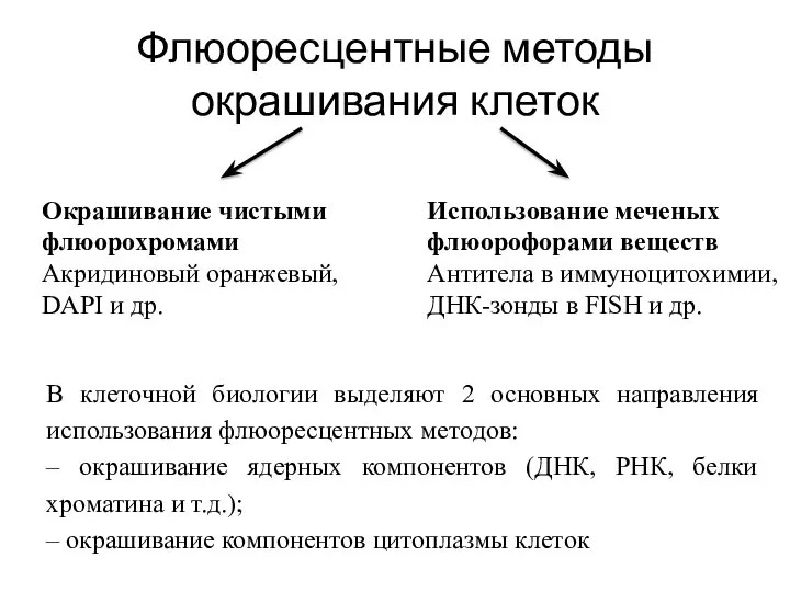 Флюоресцентные методы окрашивания клеток В клеточной биологии выделяют 2 основных направления