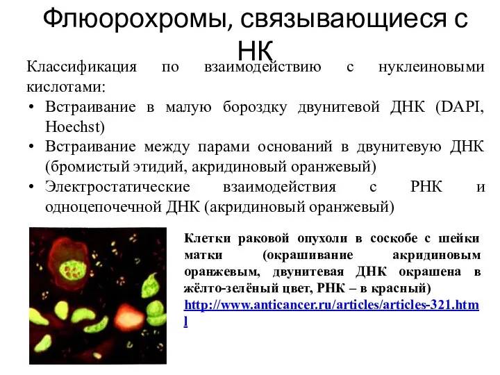 Флюорохромы, связывающиеся с НК Классификация по взаимодействию с нуклеиновыми кислотами: Встраивание