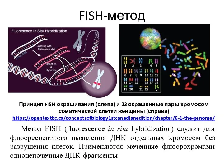 FISH-метод Метод FISH (fluorescence in situ hybridization) служит для флюоресцентного выявления