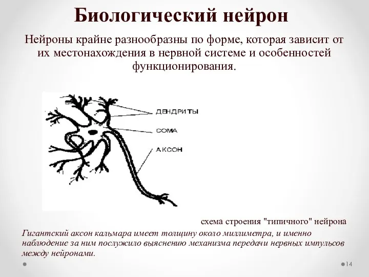 Биологический нейрон Нейроны крайне разнообразны по форме, которая зависит от их