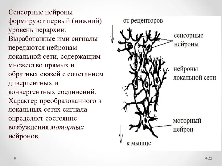 Сенсорные нейроны формируют первый (нижний) уровень иерархии. Выработанные ими сигналы передаются