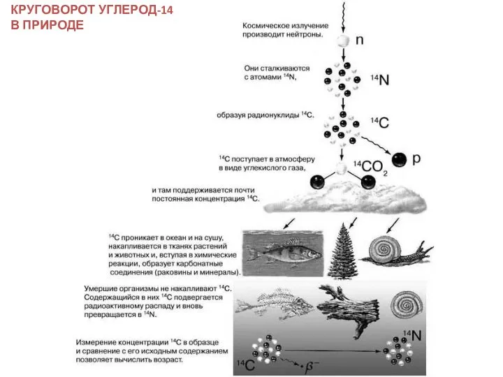 КРУГОВОРОТ УГЛЕРОД-14 В ПРИРОДЕ