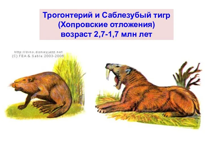 Трогонтерий и Саблезубый тигр (Хопровские отложения) возраст 2,7-1,7 млн лет