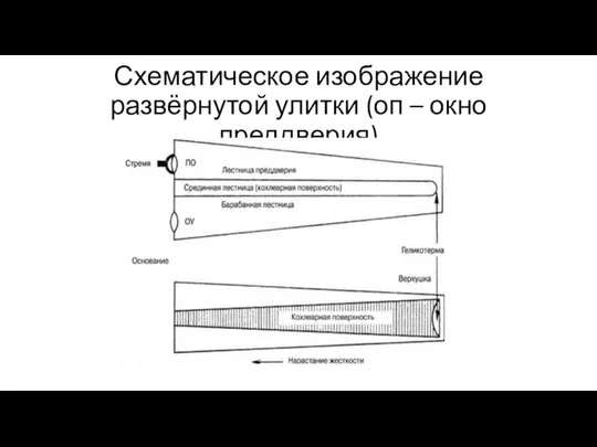 Схематическое изображение развёрнутой улитки (оп – окно преддверия)