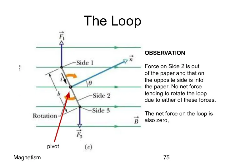 Magnetism The Loop OBSERVATION Force on Side 2 is out of