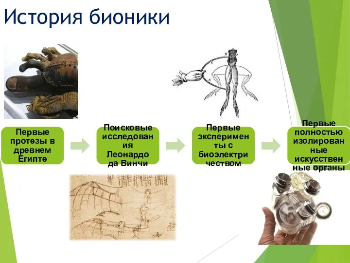 История бионики Первые протезы в древнем Египте Поисковые исследования Леонардо да