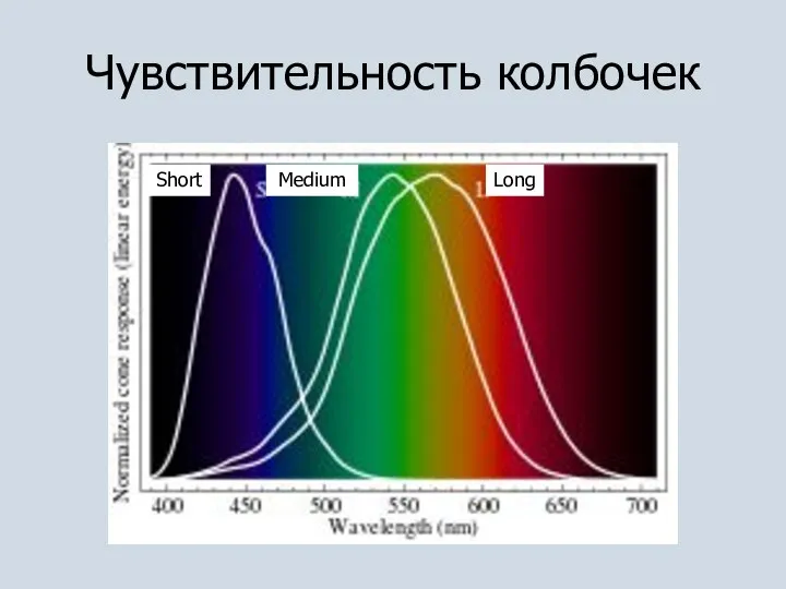 Чувствительность колбочек Long Medium Short