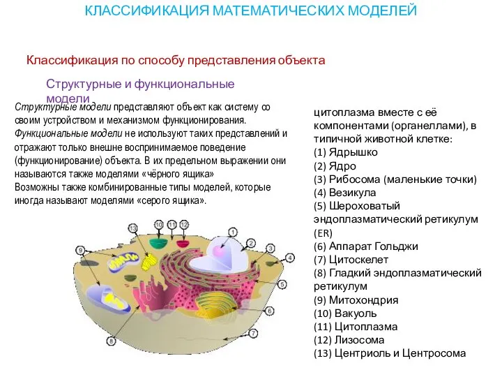 Классификация по способу представления объекта КЛАССИФИКАЦИЯ МАТЕМАТИЧЕСКИХ МОДЕЛЕЙ цитоплазма вместе с