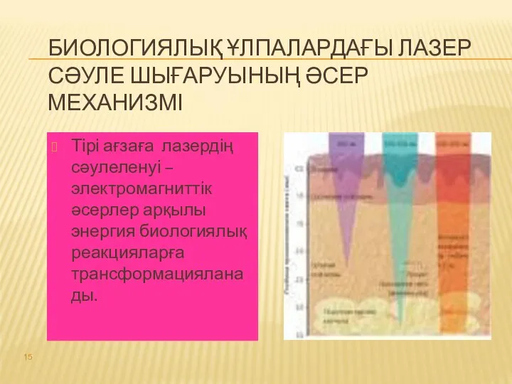 БИОЛОГИЯЛЫҚ ҰЛПАЛАРДАҒЫ ЛАЗЕР СӘУЛЕ ШЫҒАРУЫНЫҢ ӘСЕР МЕХАНИЗМІ Тірі ағзаға лазердің сәулеленуі