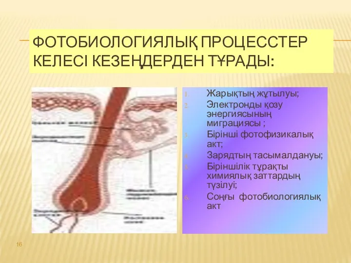 ФОТОБИОЛОГИЯЛЫҚ ПРОЦЕССТЕР КЕЛЕСІ КЕЗЕҢДЕРДЕН ТҰРАДЫ: Жарықтың жұтылуы; Электронды қозу энергиясының миграциясы